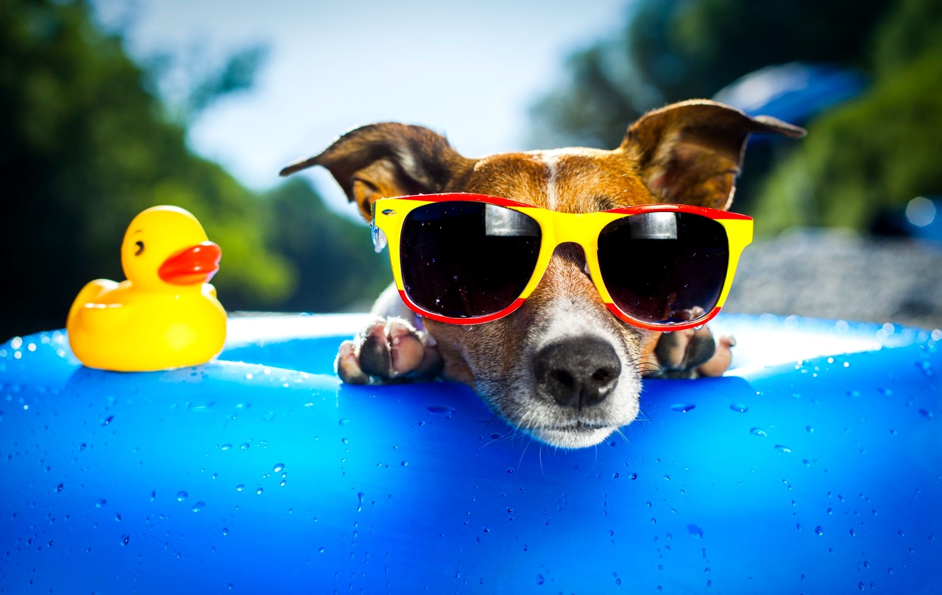 5 خطر تابستانی برای سگ ها
