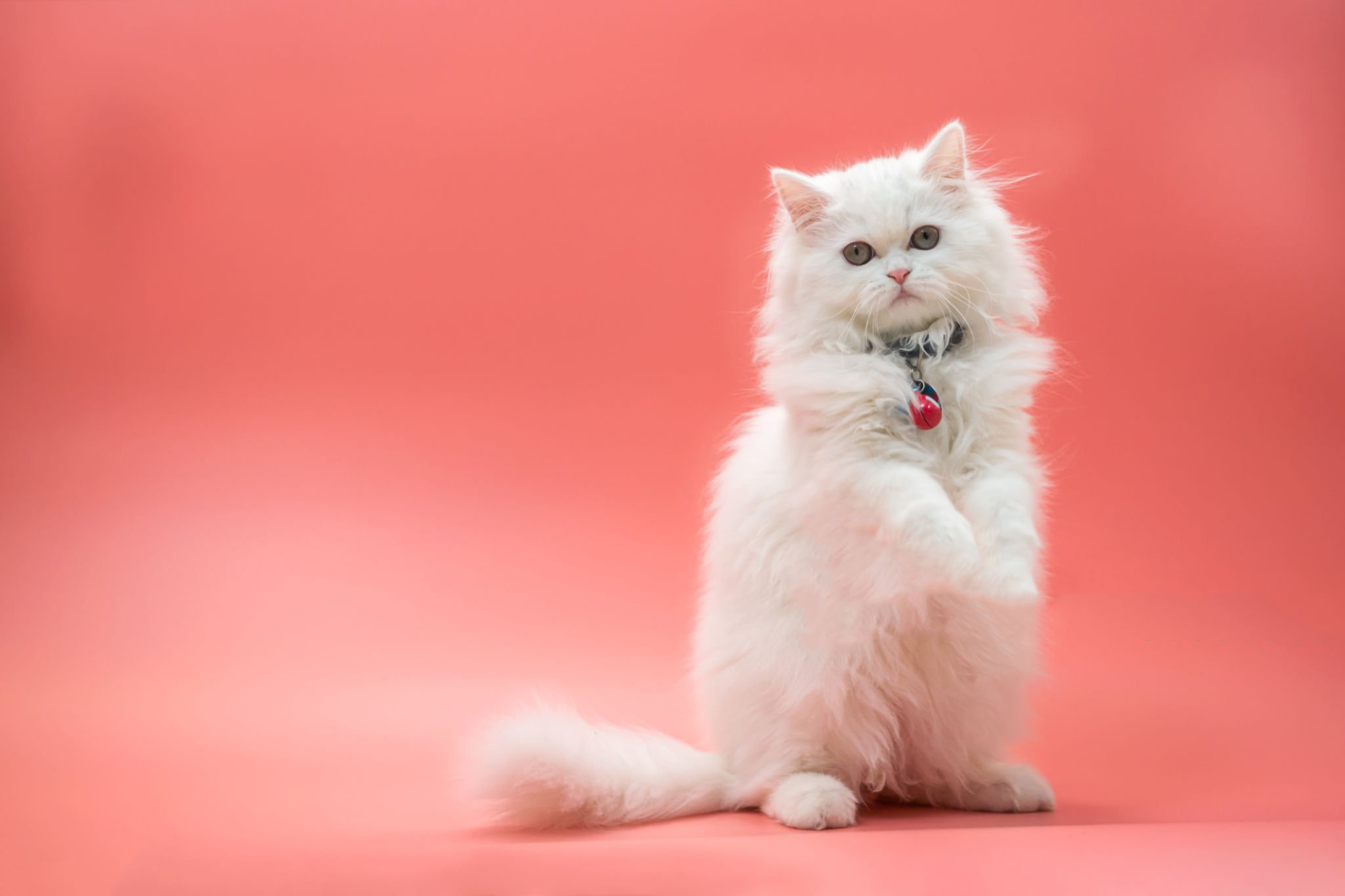 سرطان لنفوسیت ها در گربه های خانگی