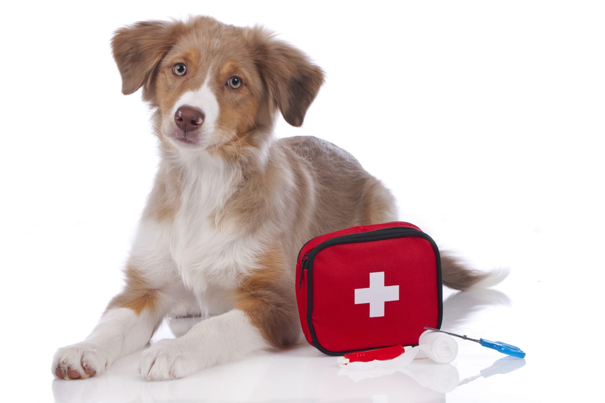 کیف کمک های اولیه حیوانات خانگی