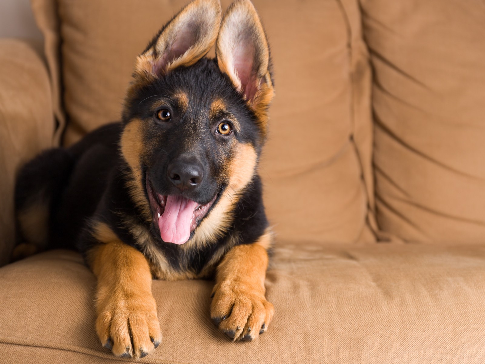علل مختلف درد گوش در سگها