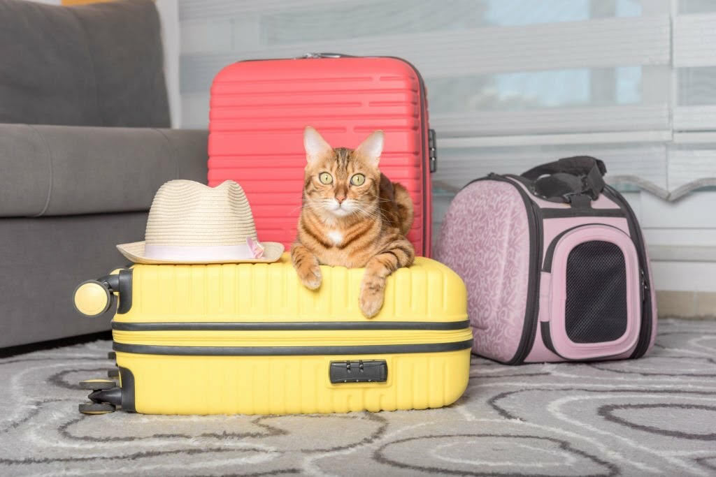 روش های کاهش استرس مسافرت در گربه ها 