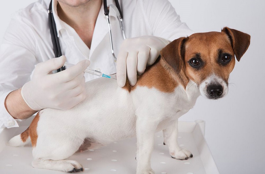 واکسیناسیون سگ از چند ماهگی شروع می شود ؟