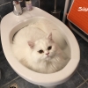 آیا استفاده از توالت برای گربه ها مفید است؟