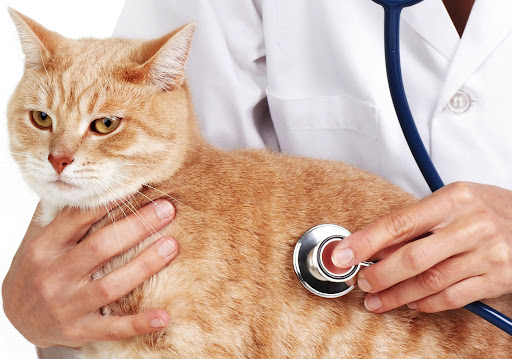 نشانه های آنفولانزای گربه چیست ؟