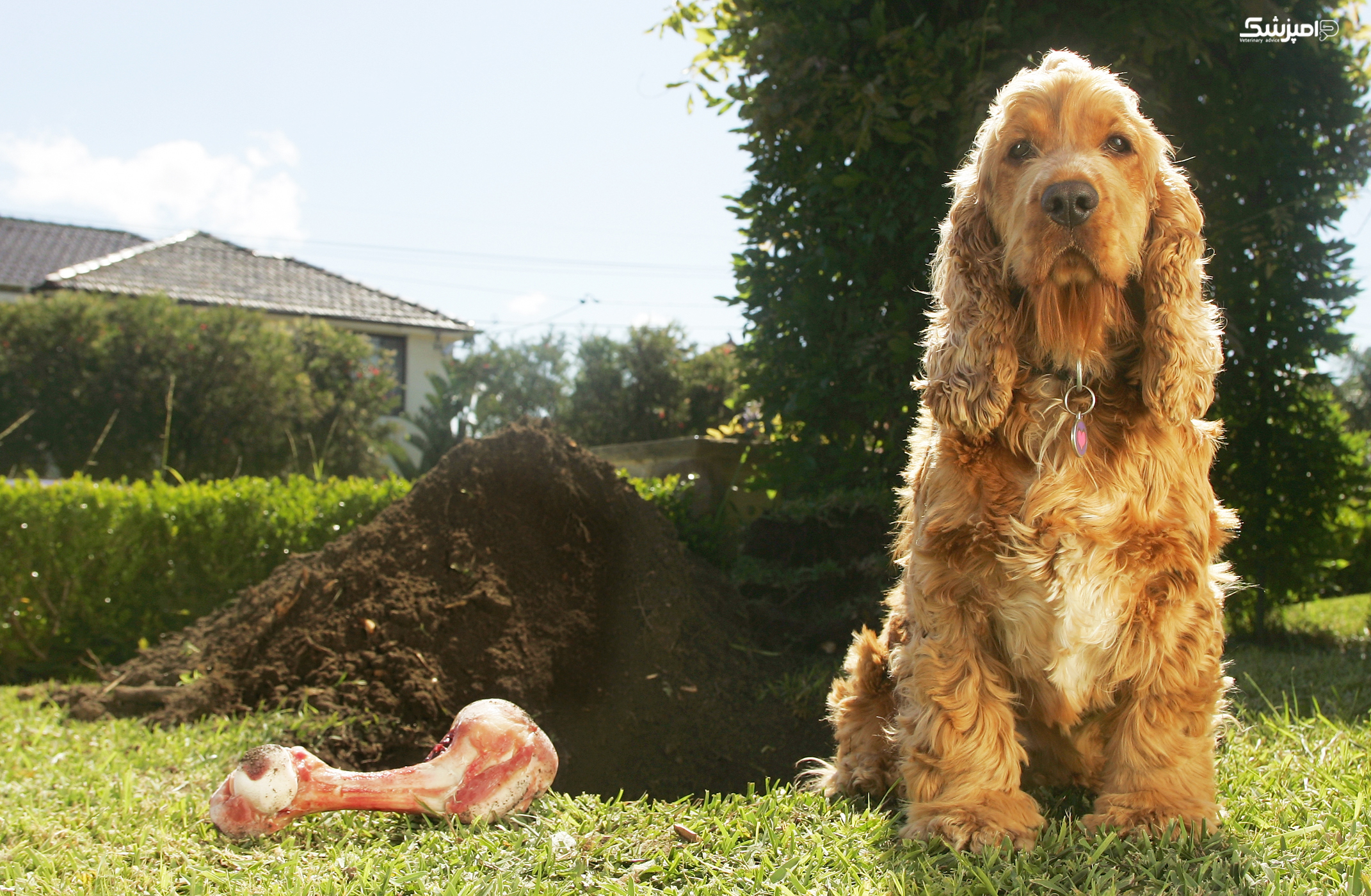 چرا سگ ها استخوان ها و اجسام دیگر را دفن می کنند؟