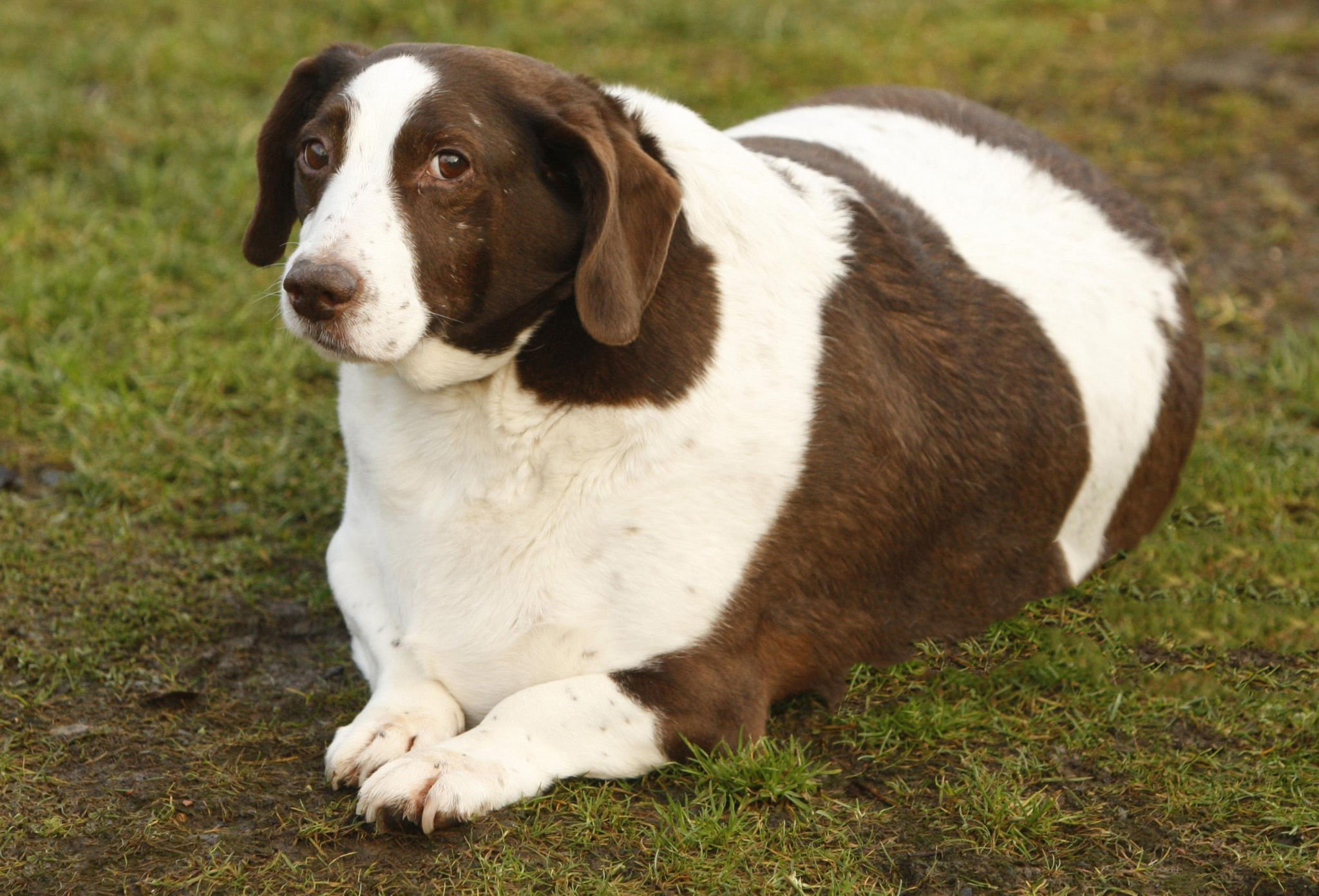 ارزیابی وضعیت وزنی در سگ ها