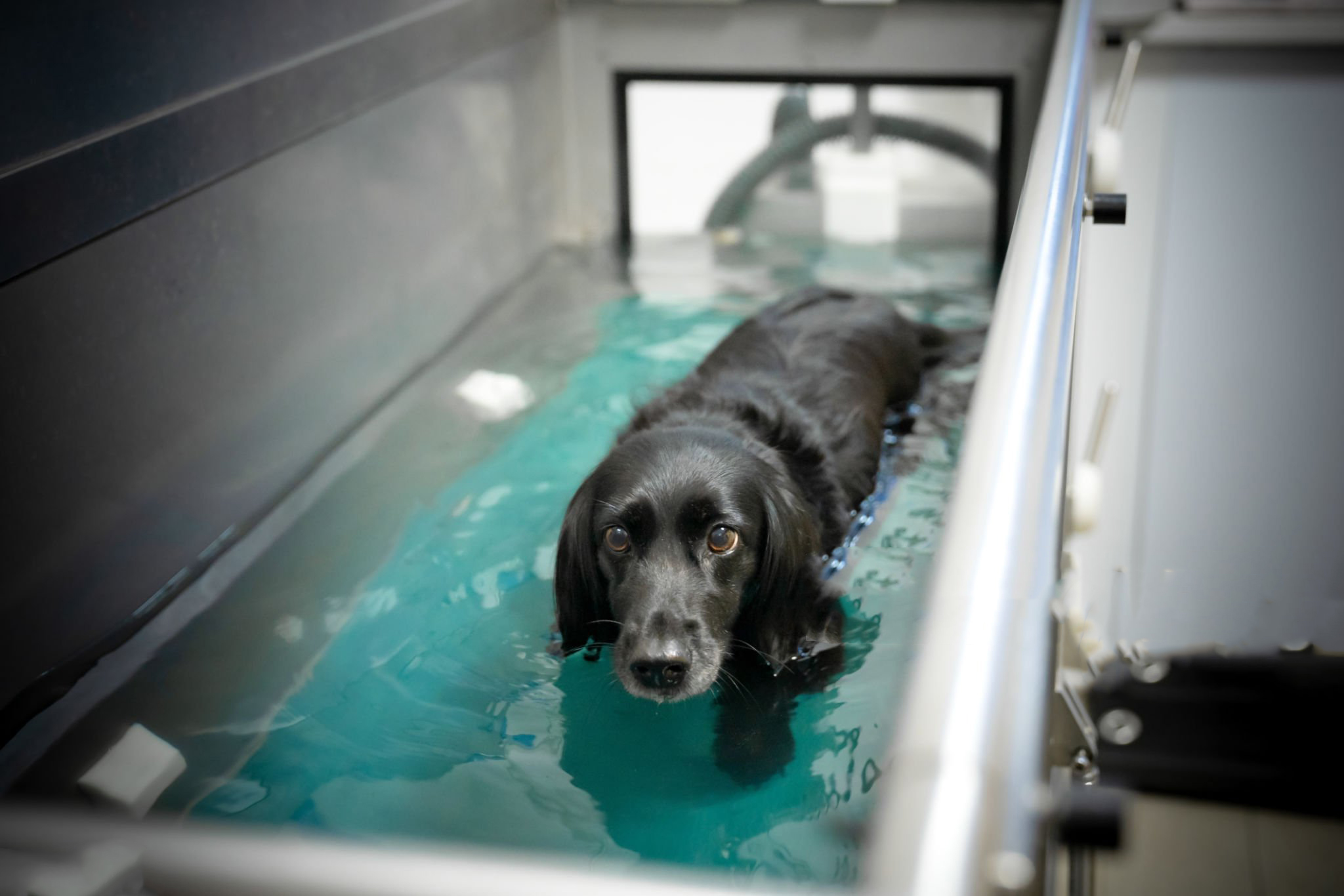 مزایای آب درمانی در حیوانات خانگی