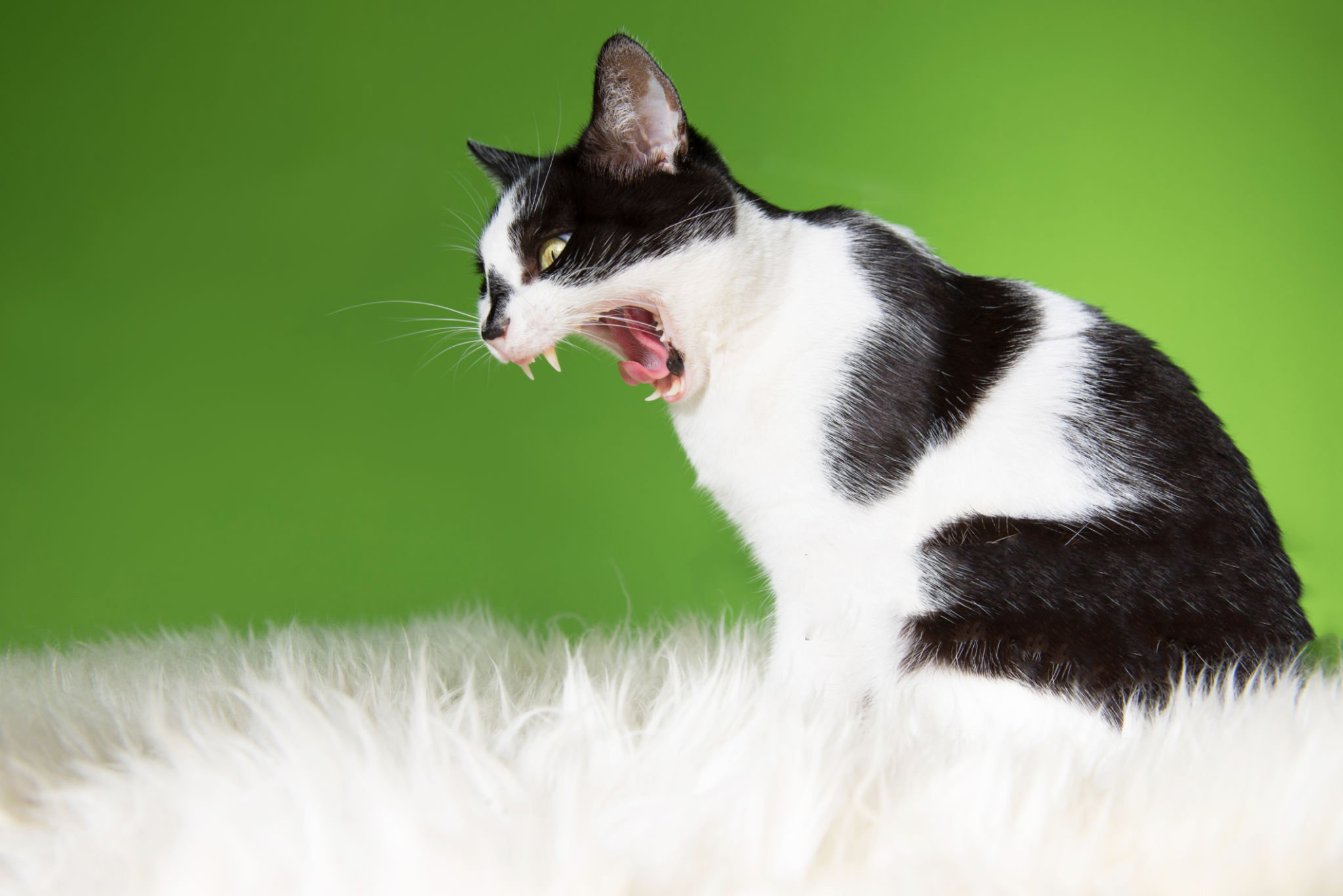 التهاب دهان در گربه ها 