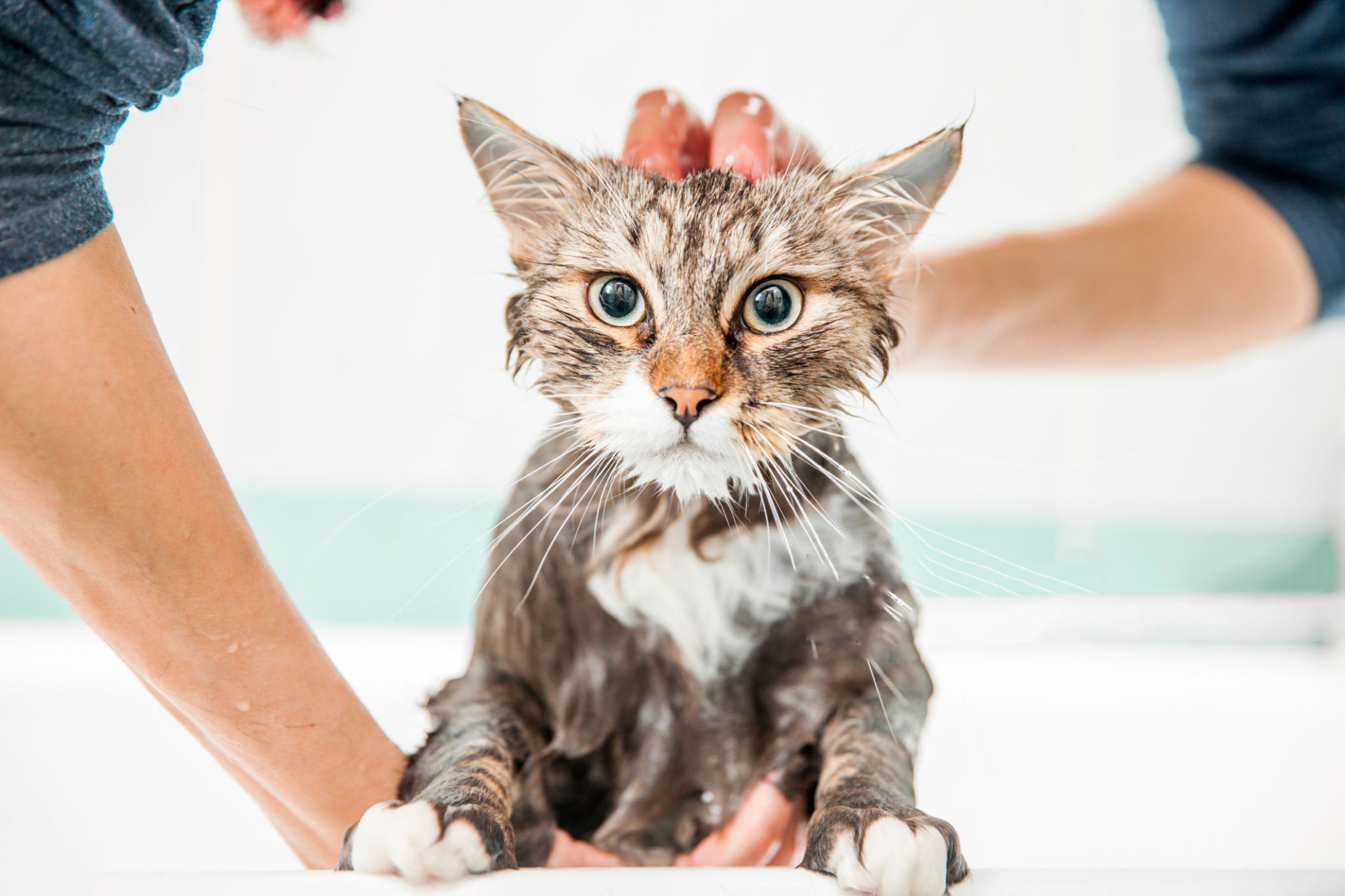 گربه ها و مشکلات حمام کردنشان