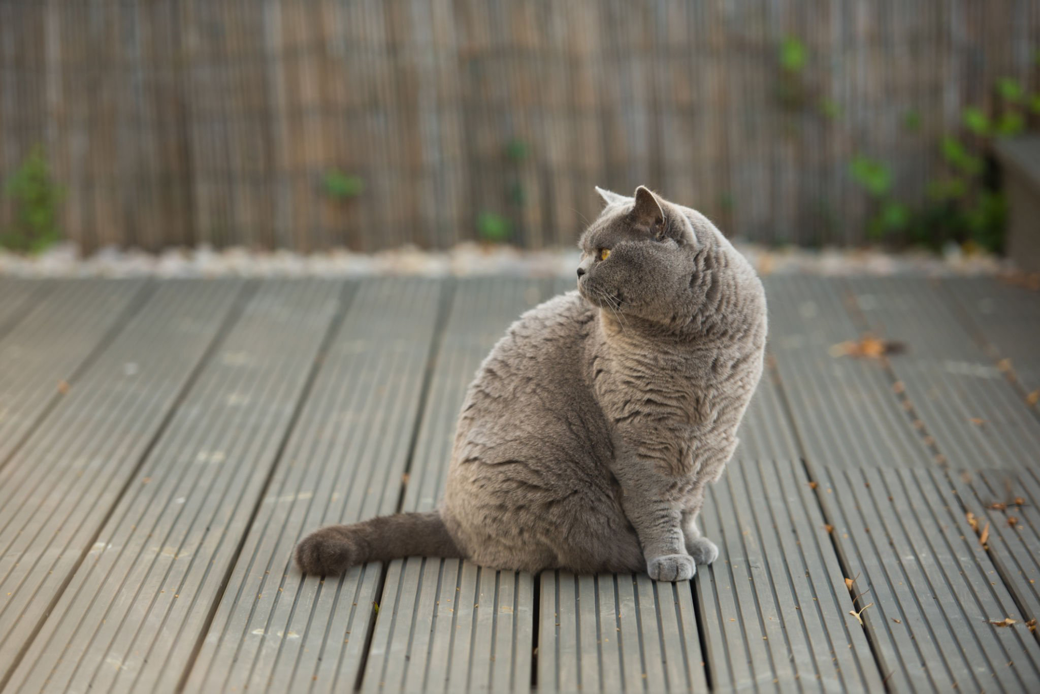ارزیابی وضعیت وزنی در گربه ها