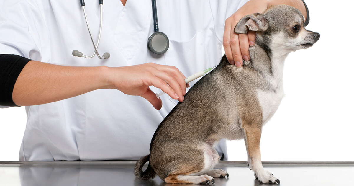 واکسیناسیون در سگ ها