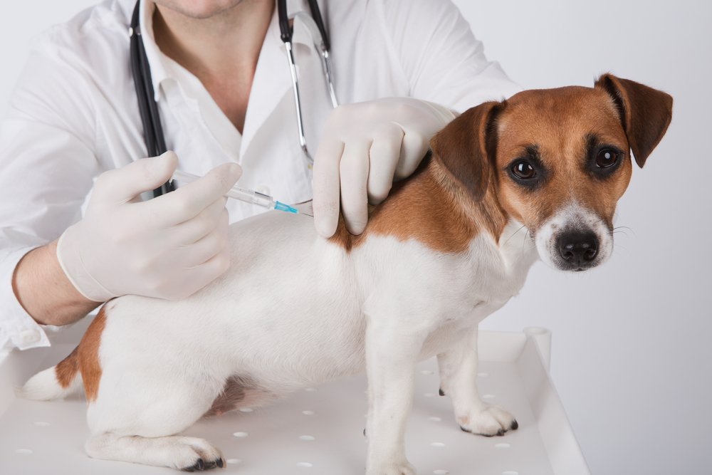 واکسیناسیون حیوانات تا چه حد ایمنی را فراهم می کند؟