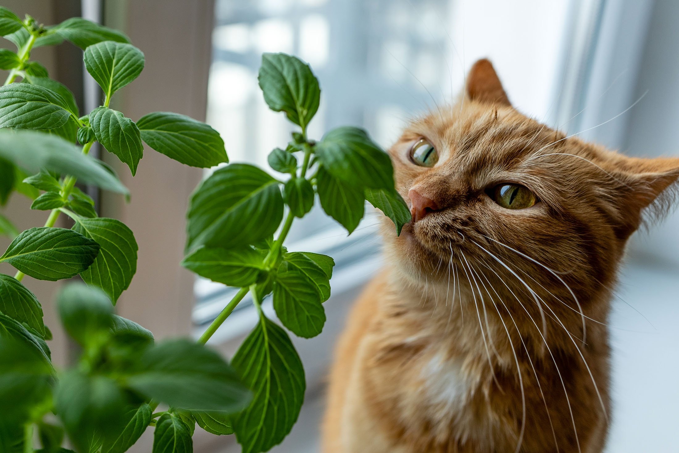 گیاهان سمی برای گربه ها