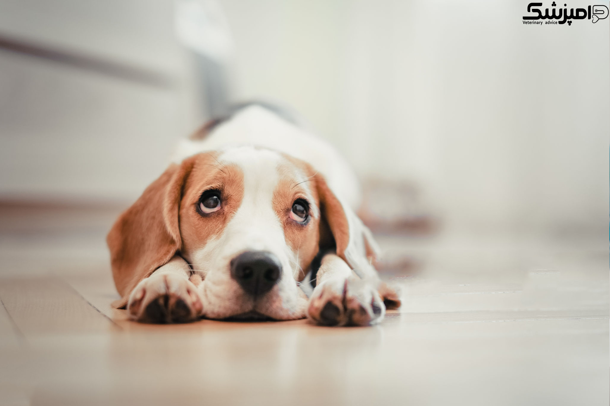 چگونه اضطراب تنهایی در حیوانات خانگی را کاهش دهیم