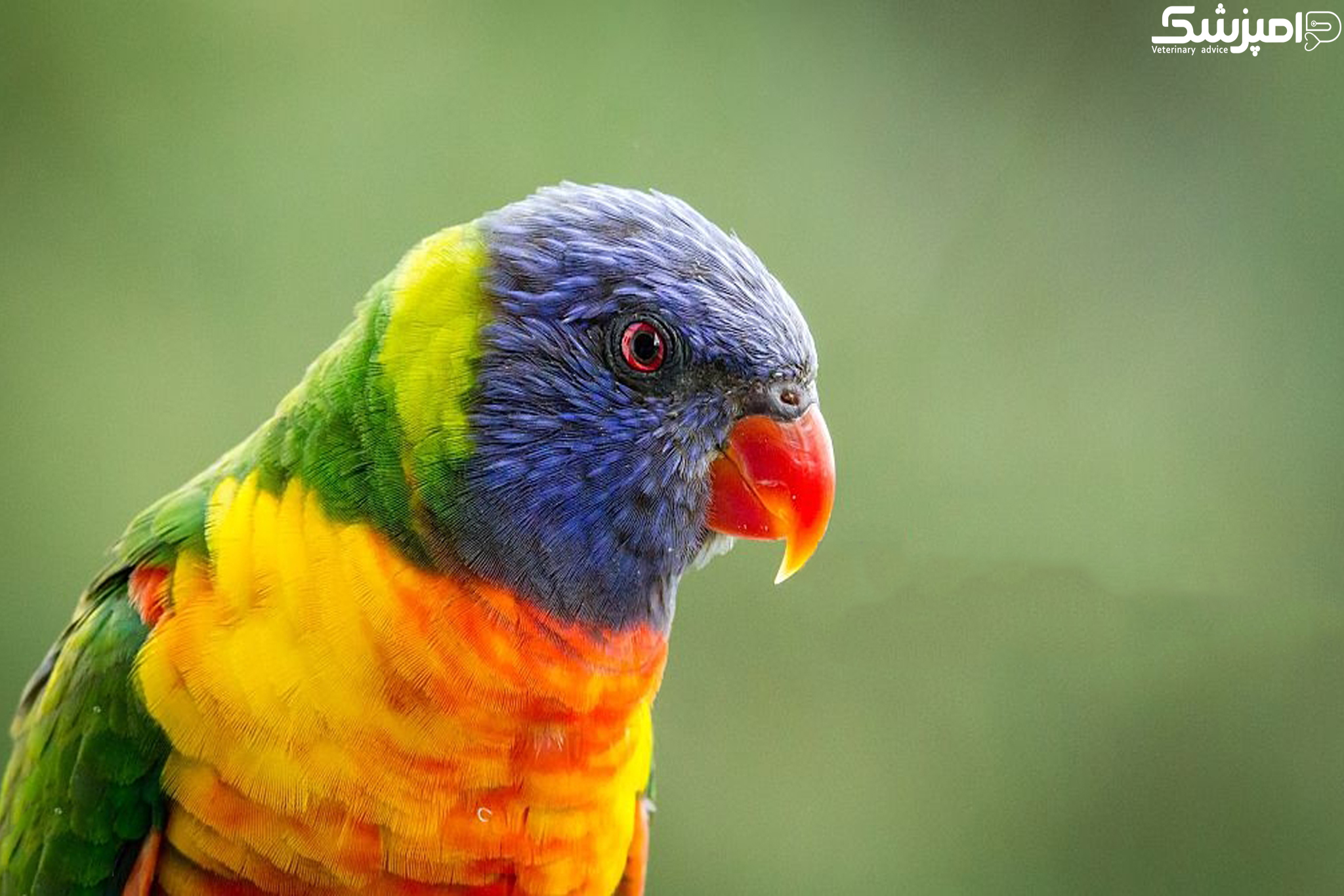 کاهش خطر انقراض پرندگان در استرالیا