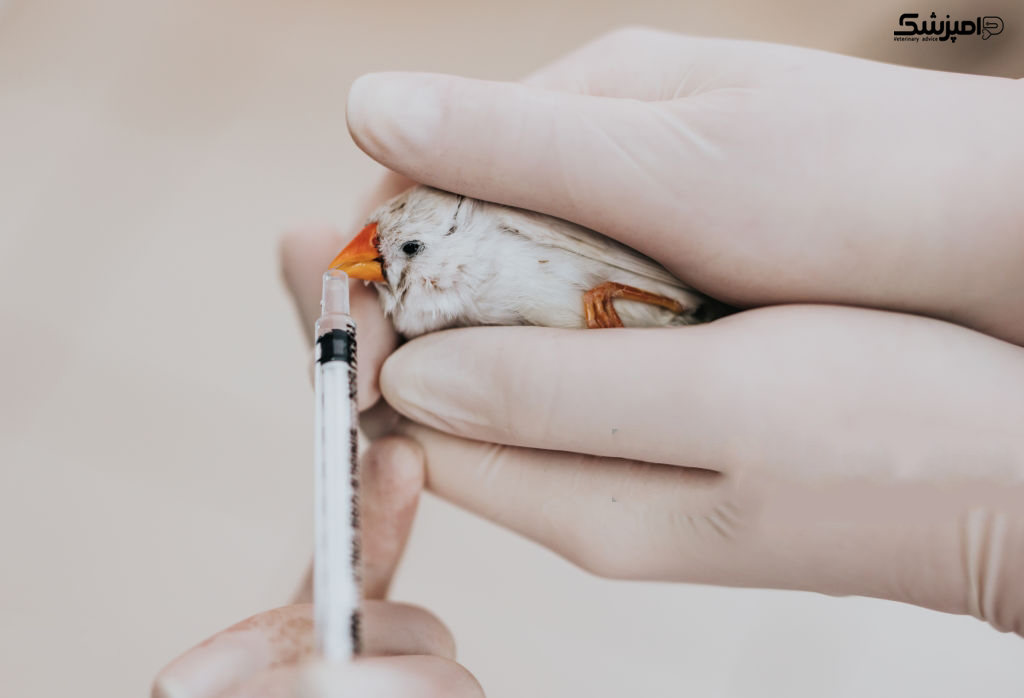 ویزیت عمومی دامپزشکی پرندگان