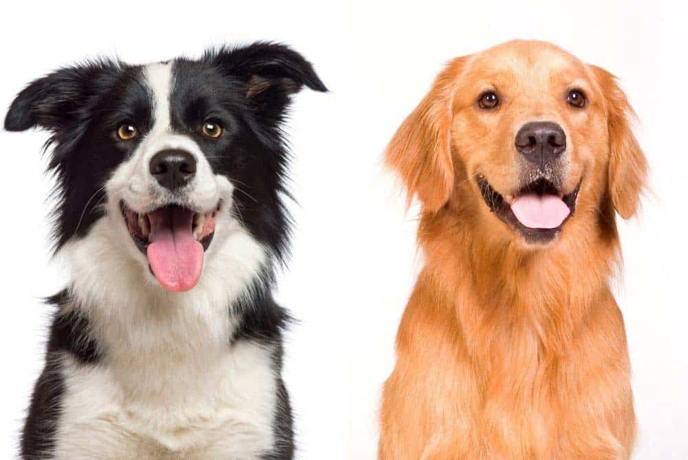 3 نژاد پرفعالیت در سگ ها