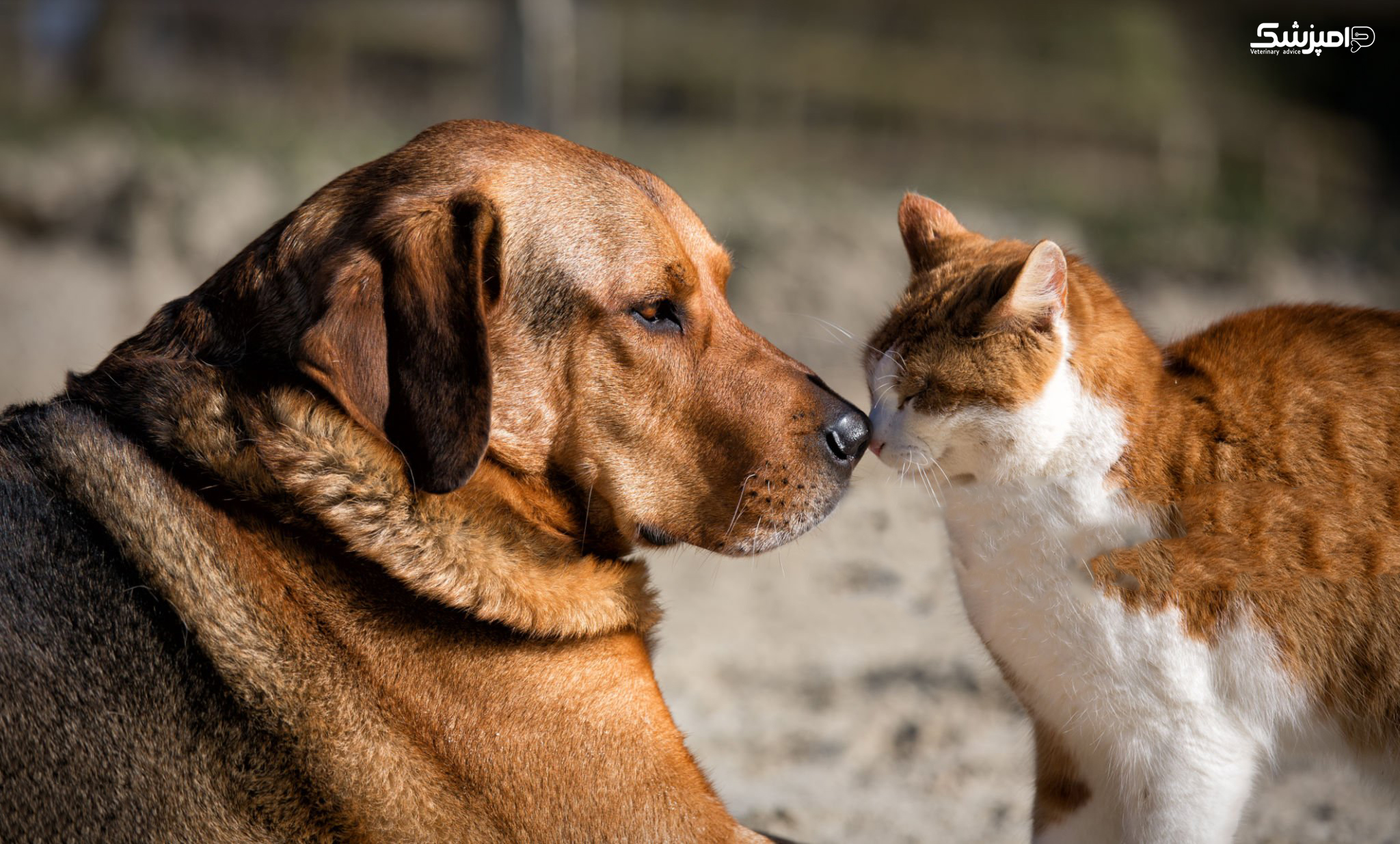 تومورهای بینی در سگ ها و گربه ها