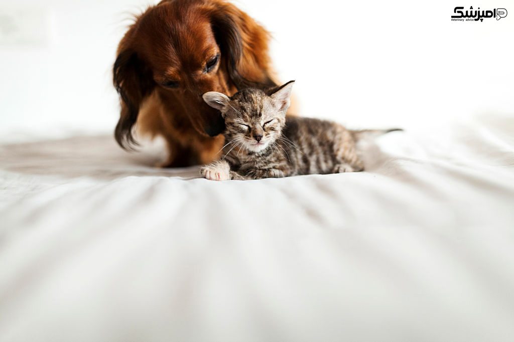 ارتباط و دوستی گربه و سگ 
