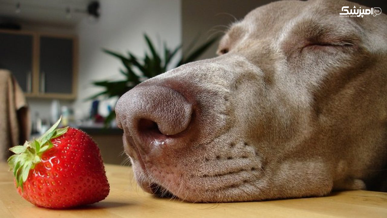 سگ ها چه میوه هایی می توانند بخورند؟