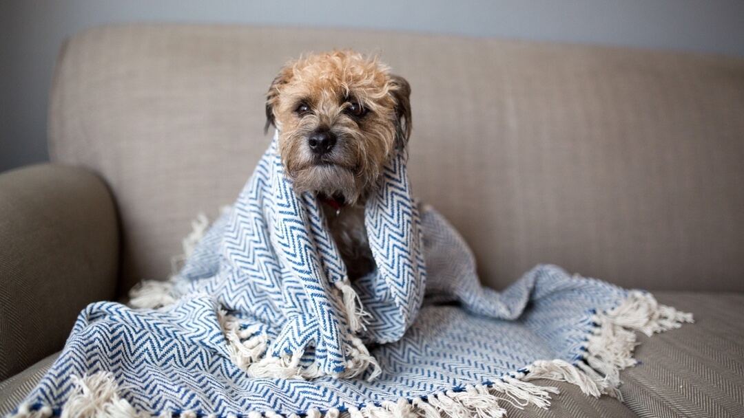 آیا سگ ها سرما میخورند ؟