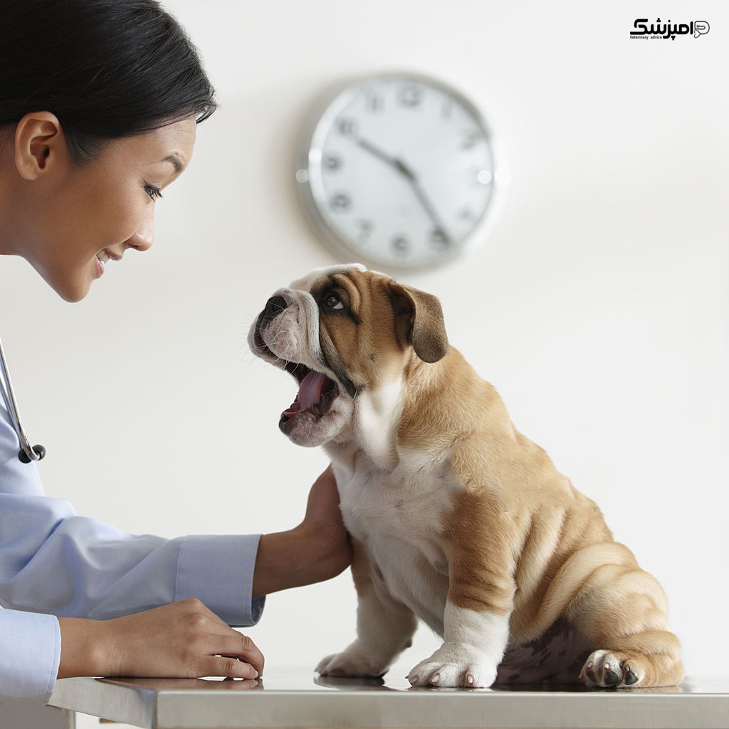 مراقبت های دامپزشکی برای سگ ها