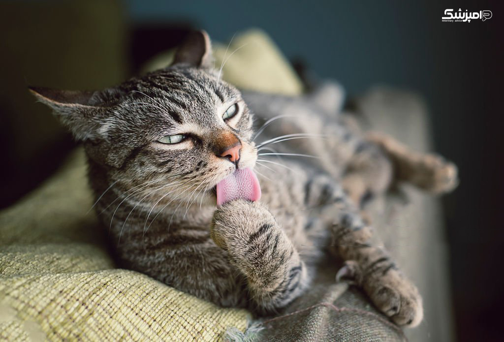 چرا زبان گربه ها زبر است؟