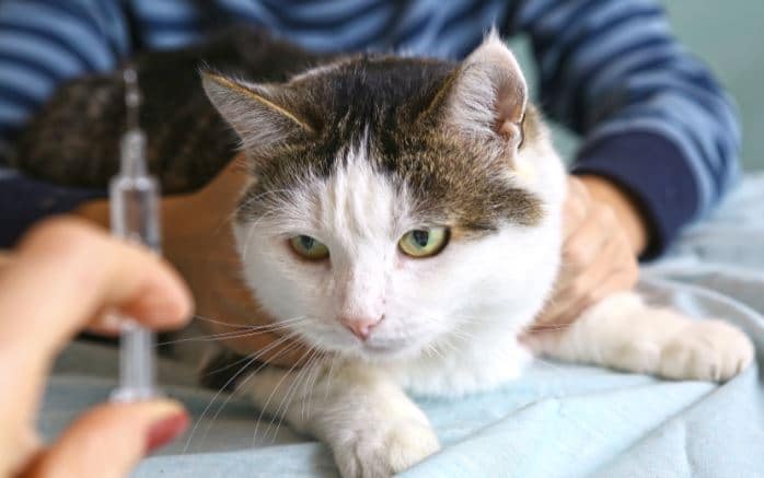 معرفی درمان پاسخ آلرژیک به گربه سانان 
