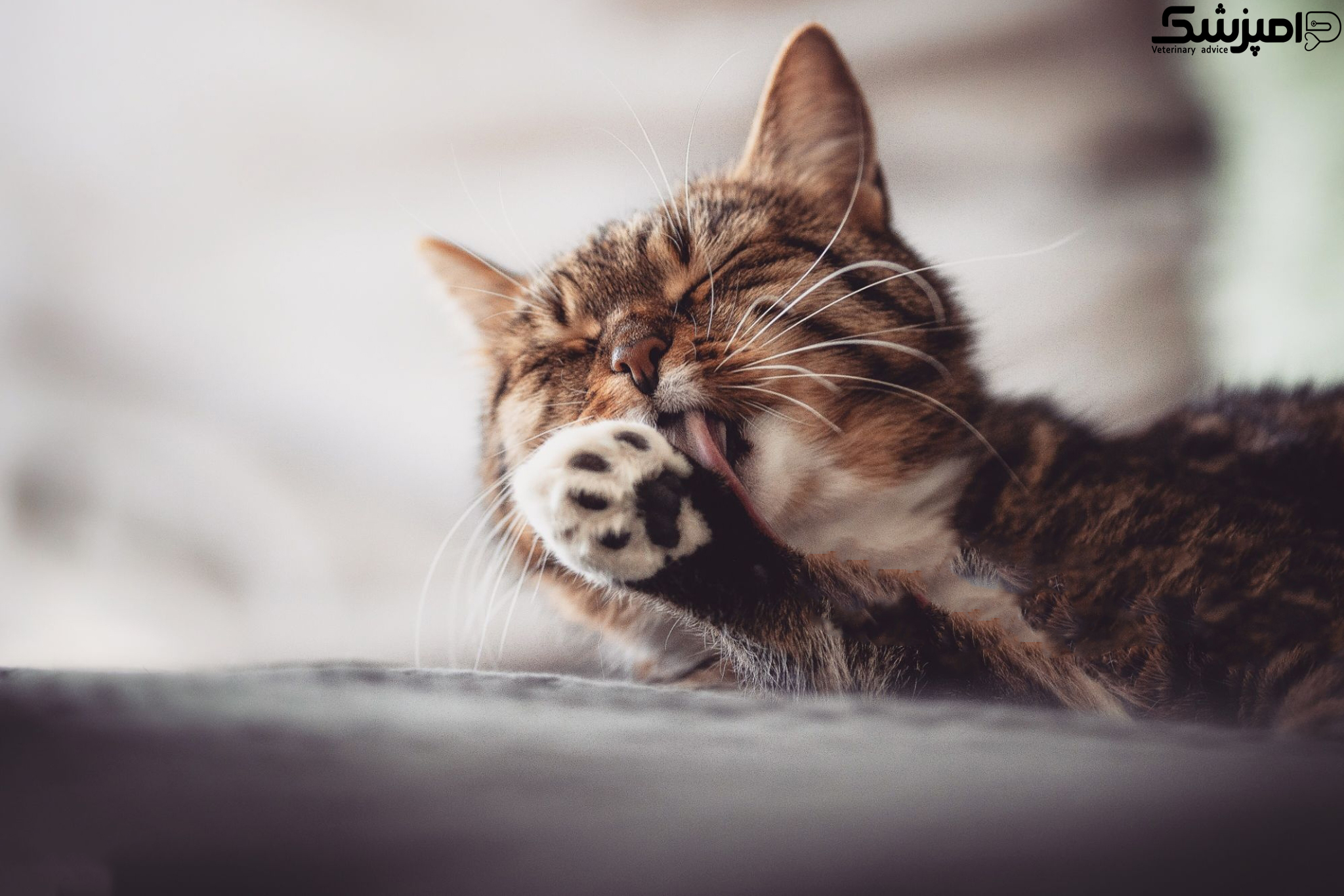 ارتباط لوازم خانگی و پرکاری غده تیروئید در گربه ها چیست؟