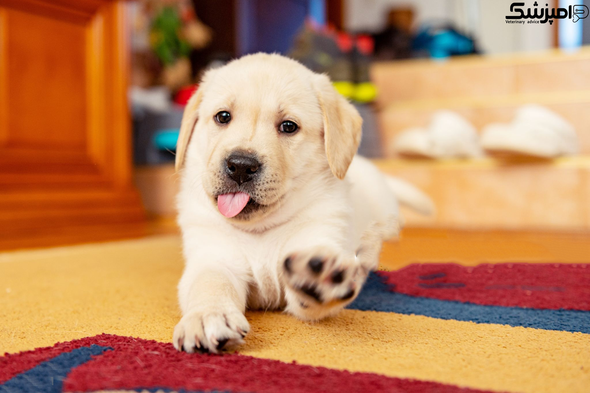 کانابیدول احتمال رخداد تشنج در سگ ها را کاهش می دهد