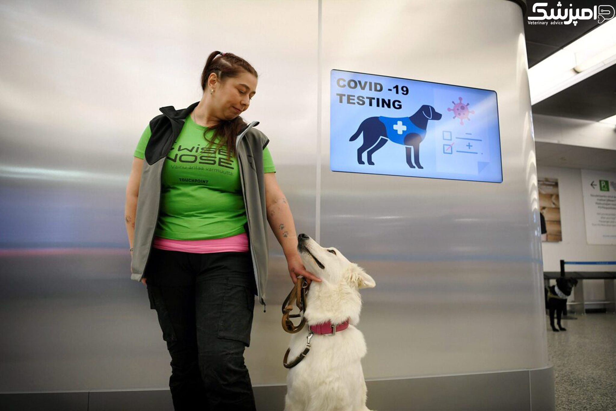 سگها بیماران مبتلا به کووید19 در فرودگاهها را شناسایی خواهند کرد