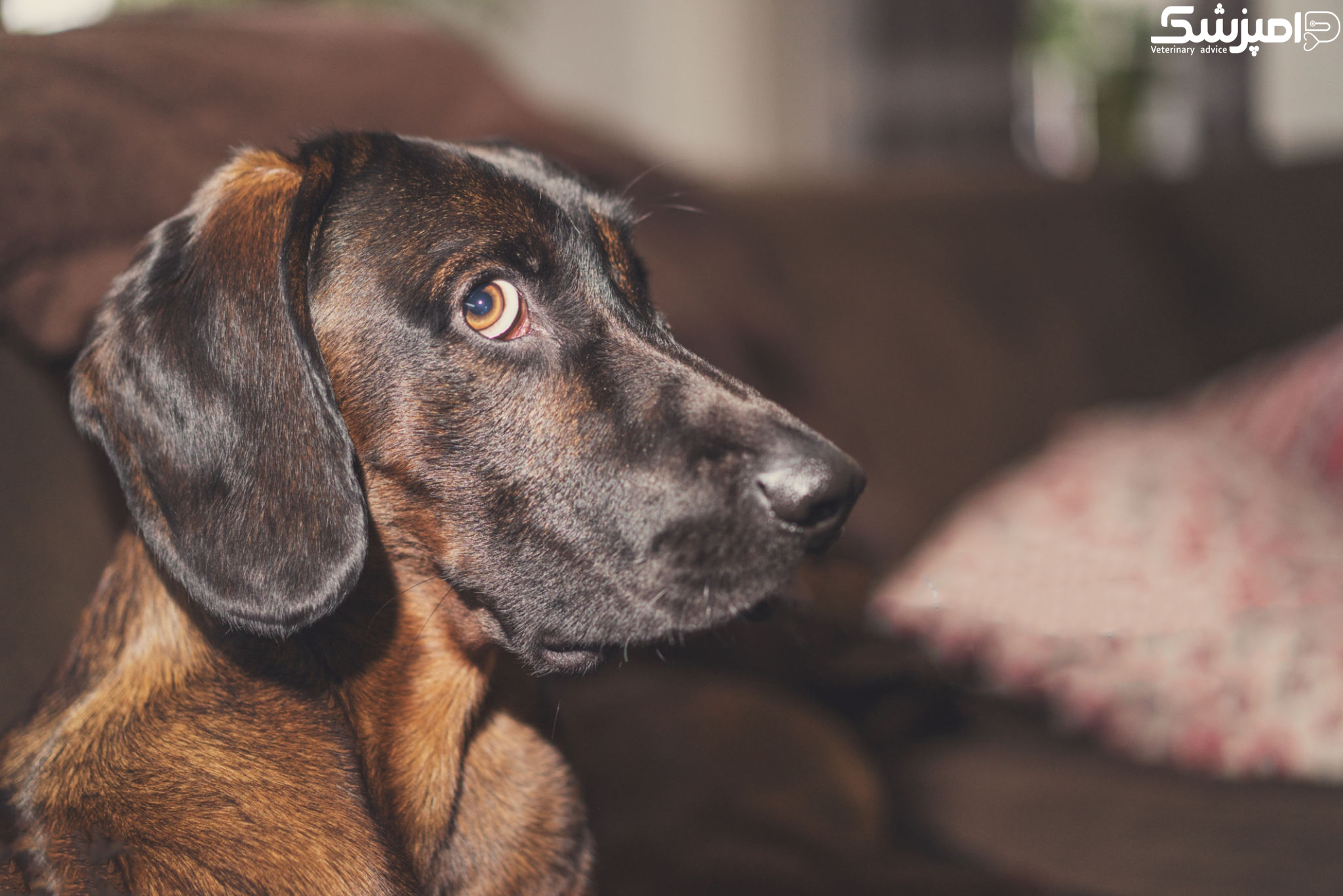شناسایی ژن عامل رخداد سندرم دیسترس تنفسی حاد در سگ سانان
