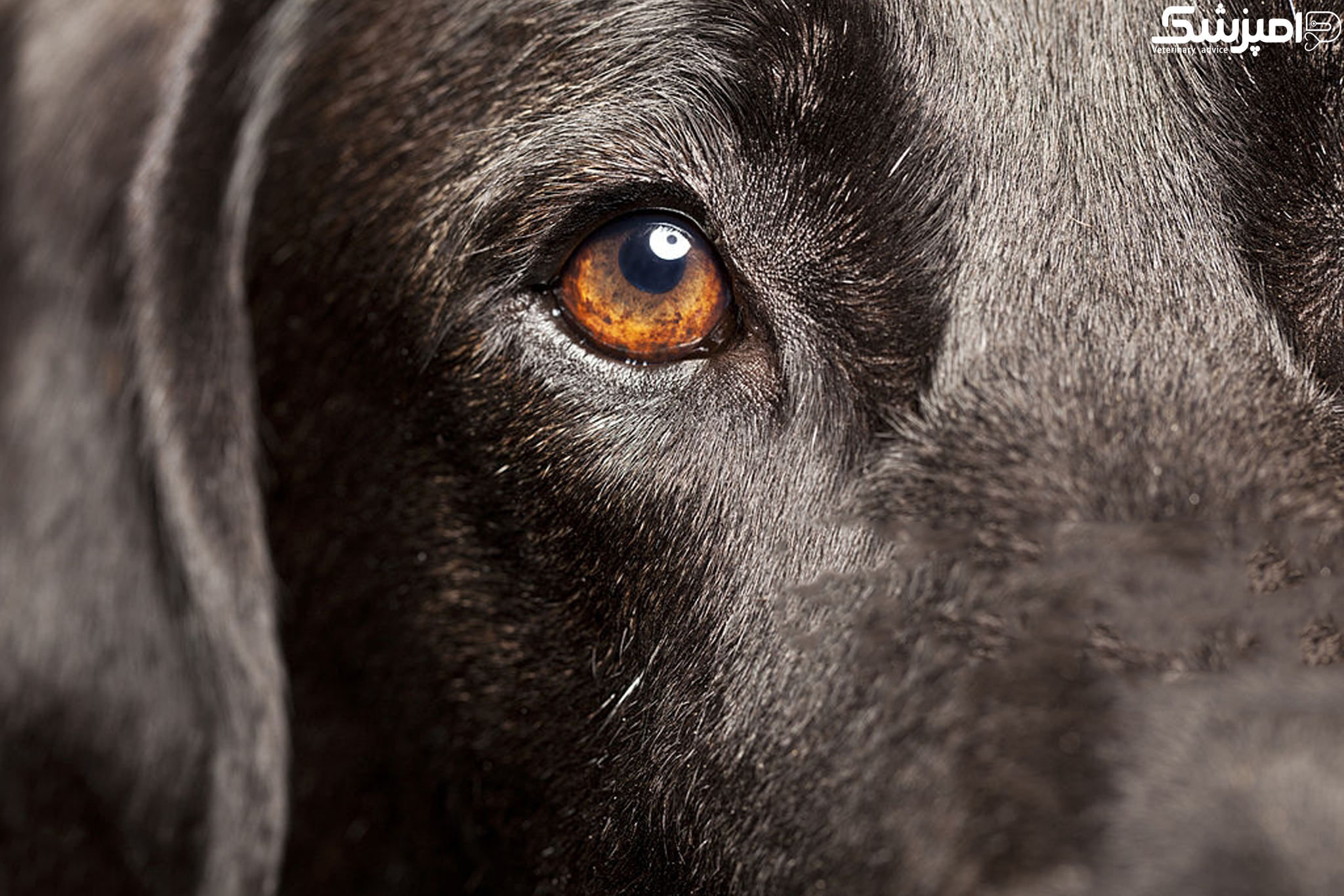 دلایل اصلی نابینایی در سگ سانان چیست؟