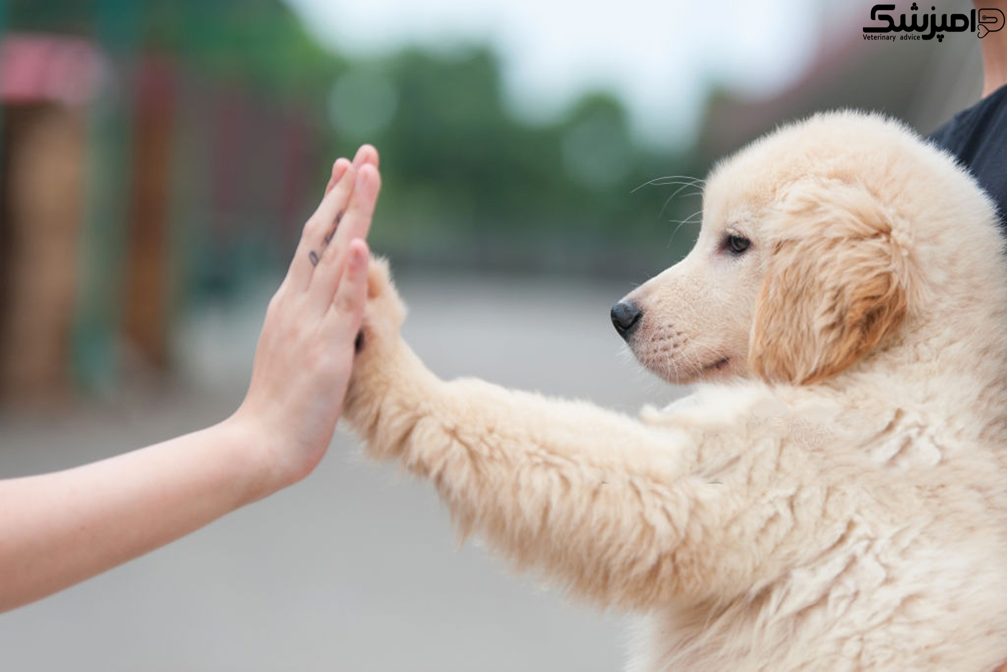 اثبات نقش ژنتیک در توانایی ارتباط سگ ها با انسان