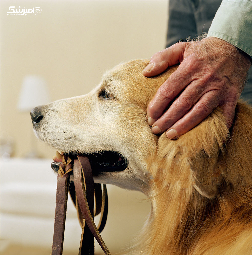 فعالیت بدنی، کلید طلایی کاهش بیماری های کلیوی در سگها   