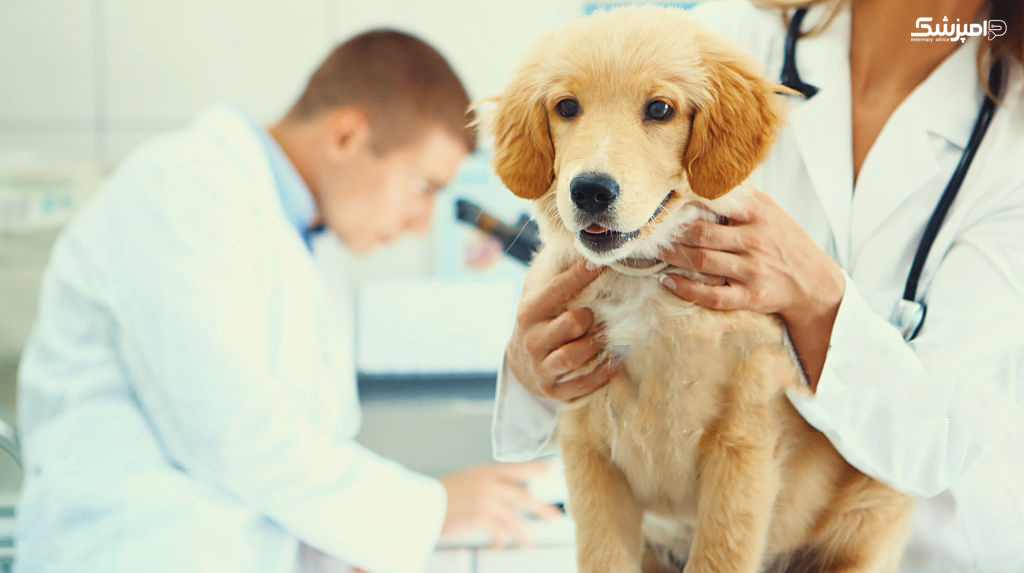 درمان حیوانات خانگی 