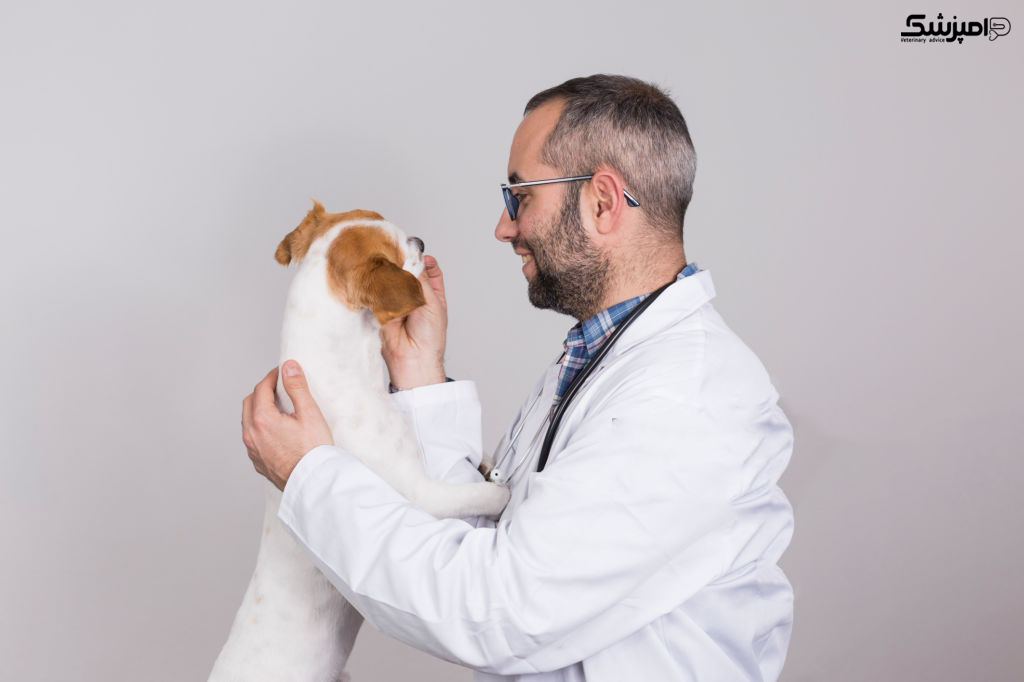 ویزیت عمومی سگ در دامپزشکی