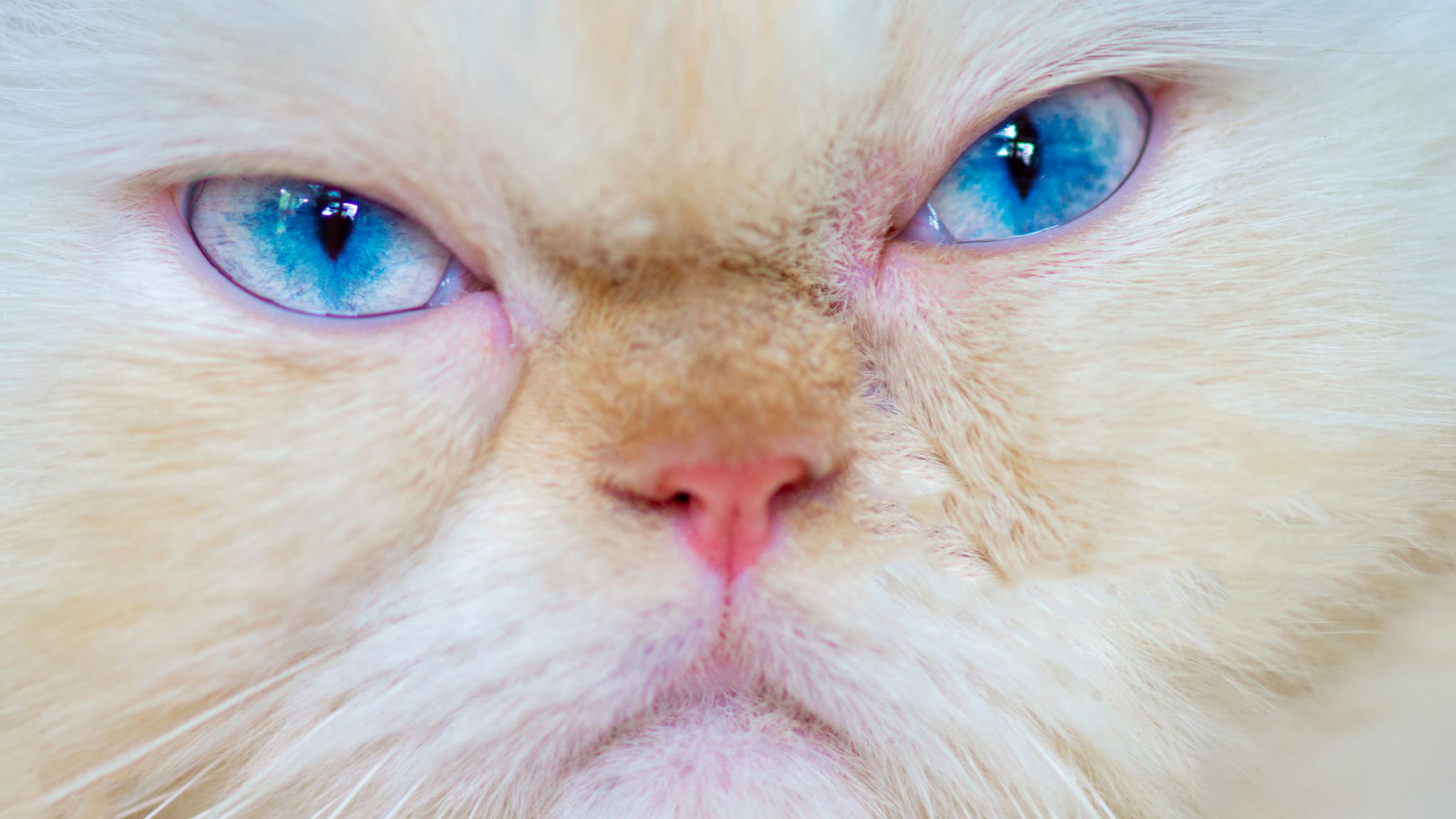 خشکی بینی در گربه ها