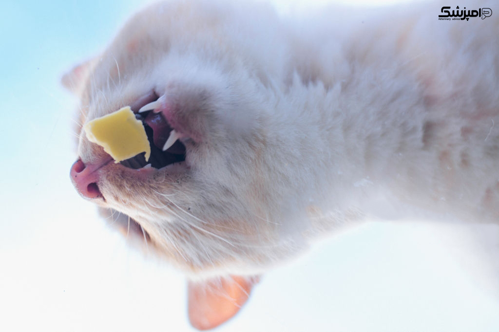 بیماری دندانی گربه