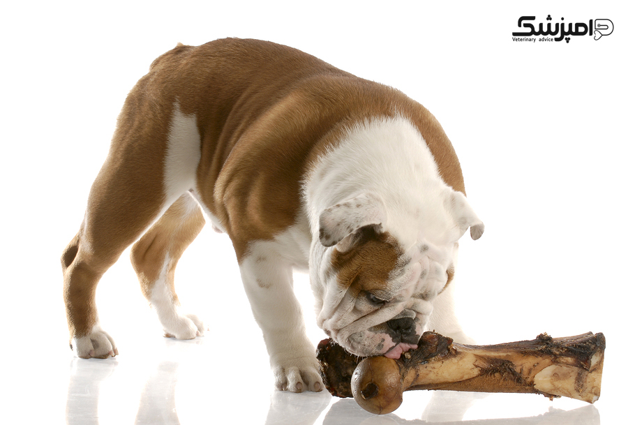 آیا استخوان برای سگ مضر است؟