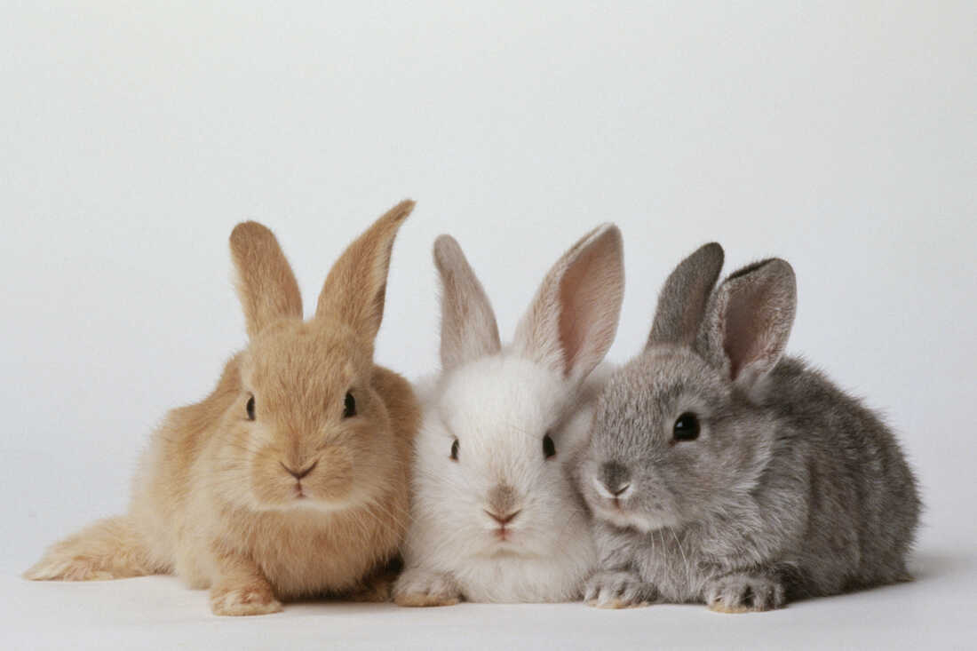 9 حقیقت در مورد خرگوش ها