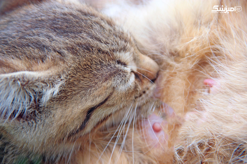 بیماری پستان در گربه ها