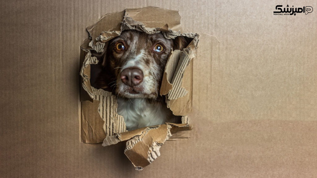 چگونه به سگ خود آموزش دهیم که داخل باکس شود؟