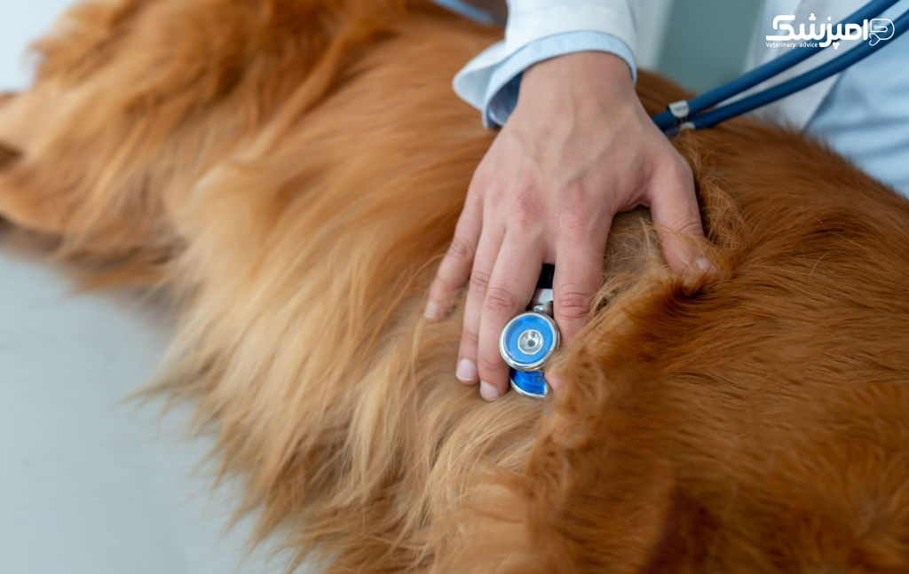 درمان خانگی عفونت قارچی سگ
