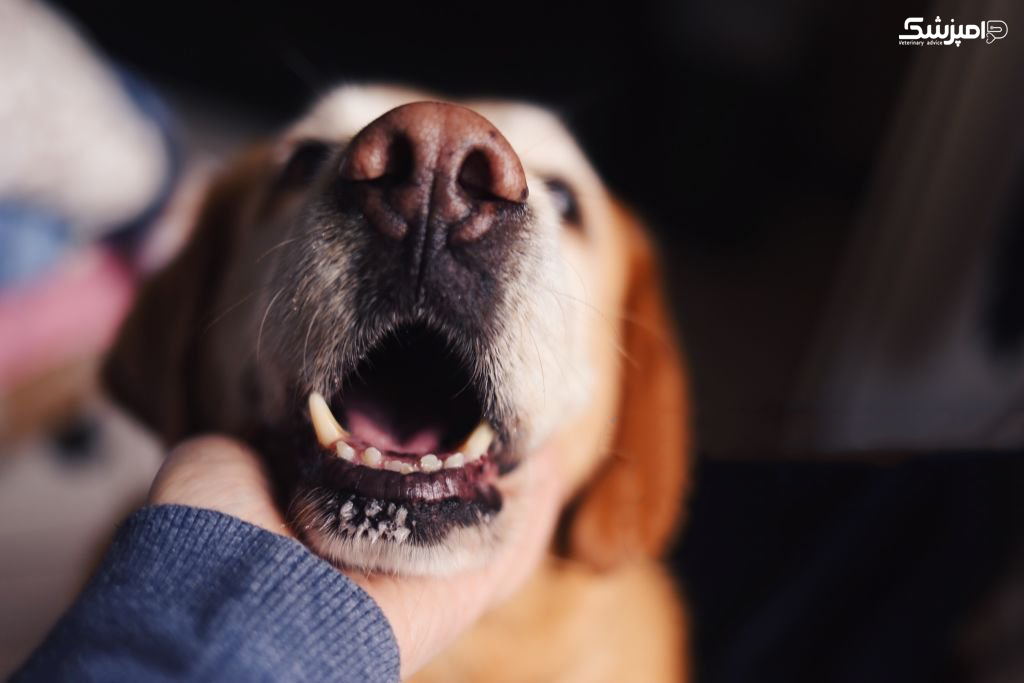 انواع رایج سرطان دهان در سگ ها