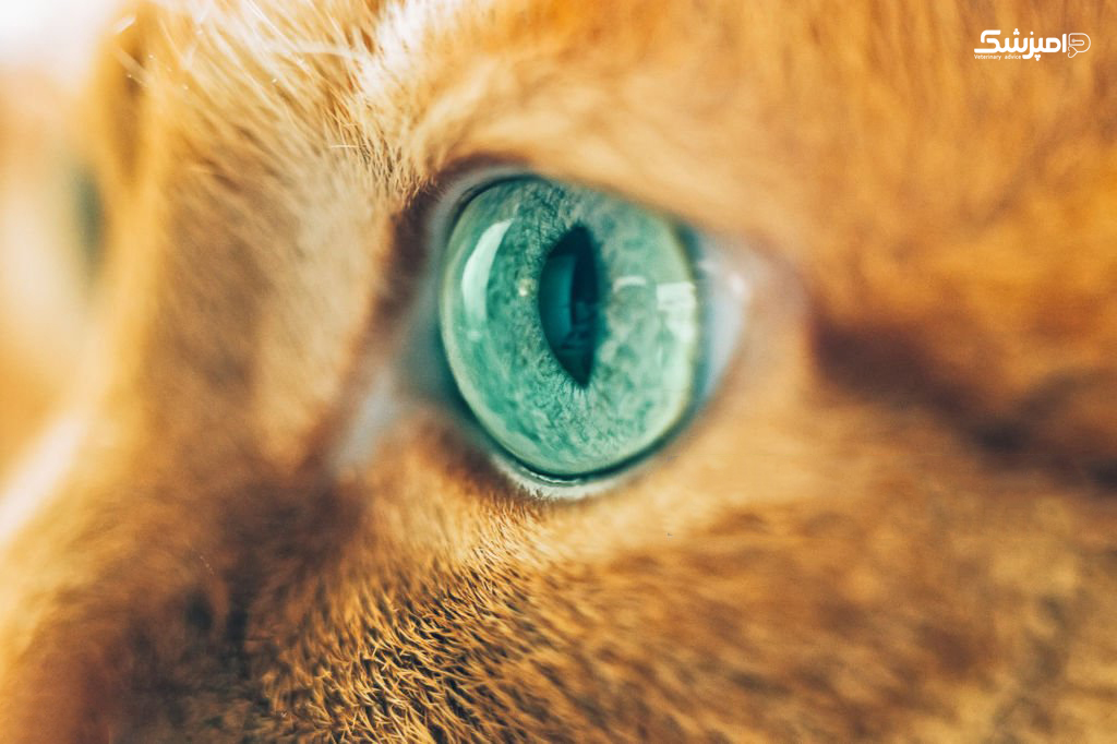 چرا چشمان گربه ها در تاریکی می درخشد؟