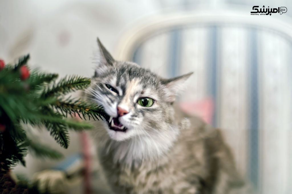 درخت کریسمس برای حیوانات خانگی سمی است؟