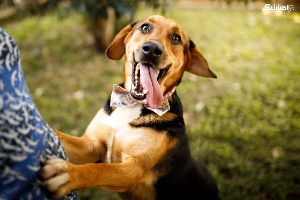 علل رایج بوی بد دهان در سگ ها