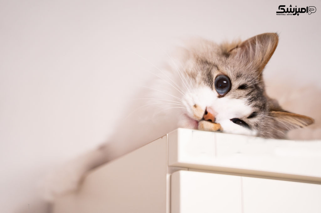 چرا گربه ها مکان های مرتفع را دوست دارند؟