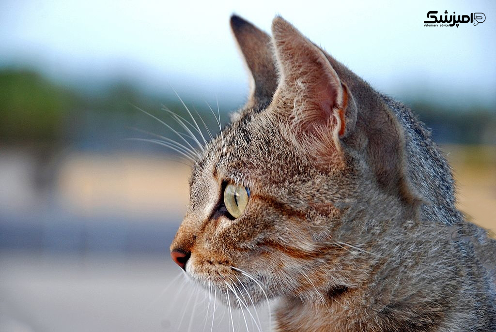نژاد گربه Ocicat